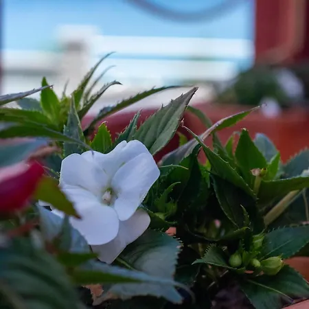 A Marineira De Portocubelo Nyaraló Lira